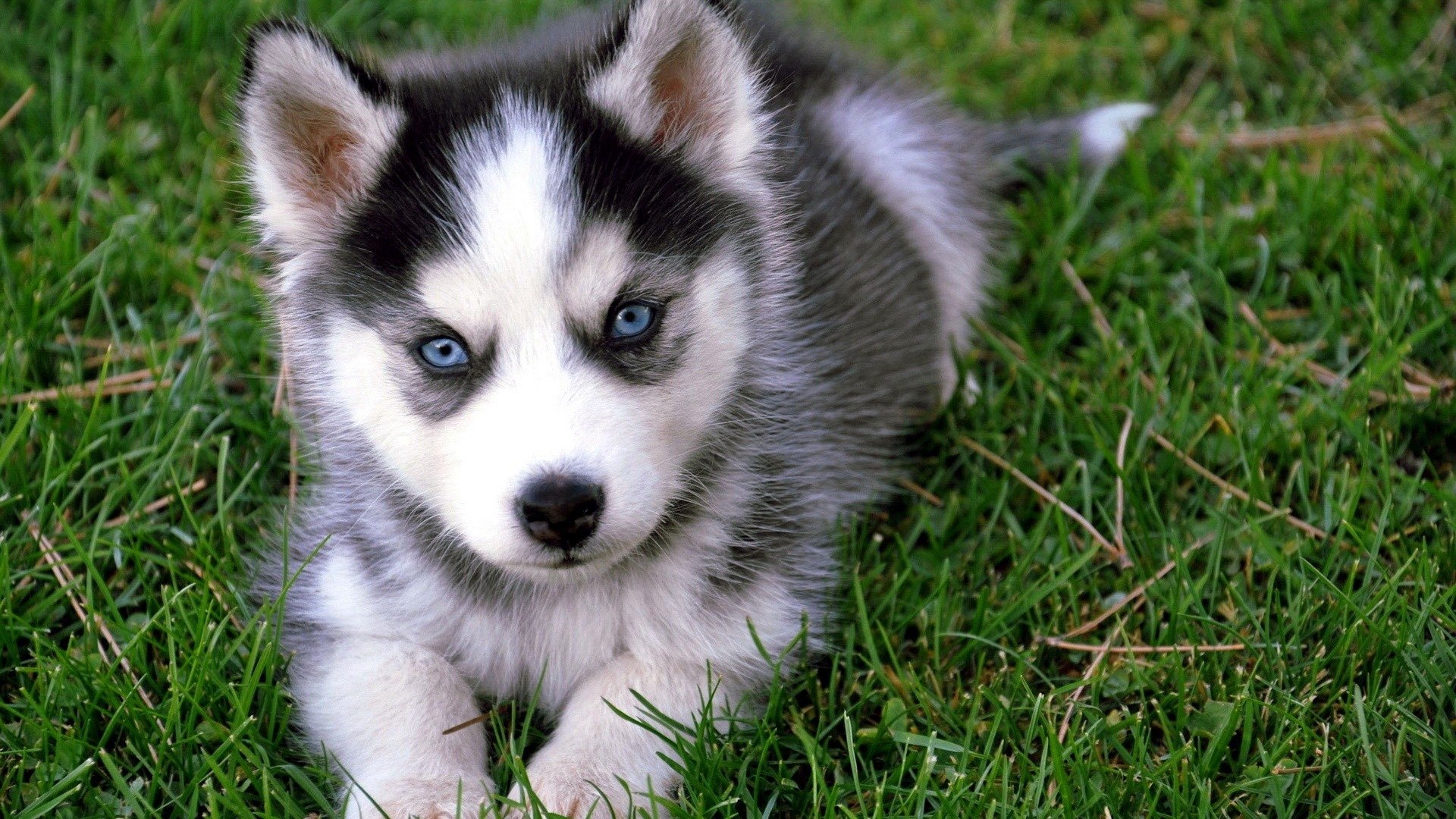 有机大米的执行标准19266号(GBT1354是有机大米吗)